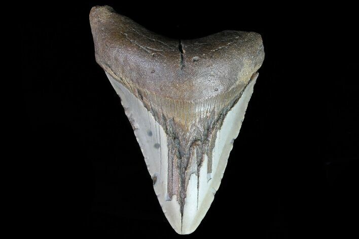 Bargain, Megalodon Tooth - North Carolina #76237